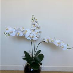 Real Touch Artificial Phalaenopsis Orchids