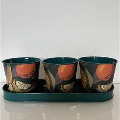 Set of 3 Citrus Planter on Tray